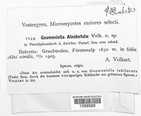 Gnomoniella alnobetulae image